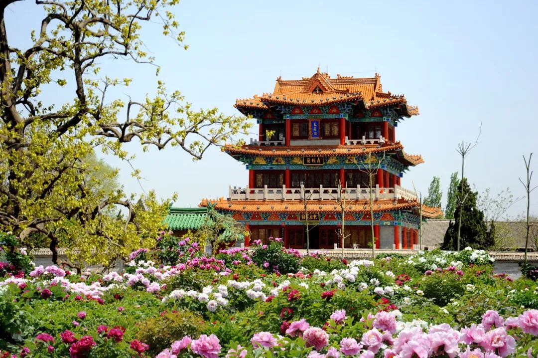 菏泽牡丹节赏花攻略,菏泽春日赏花攻略