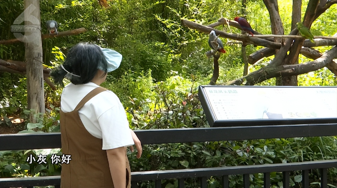 动物园鹦鹉飙脏话保育员引导,云南野生动物园内鹦鹉飙脏话