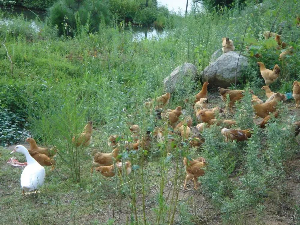 250cc血换30枚蛋！台湾省缺蛋让民众崩溃，大陆为啥没有缺蛋荒？