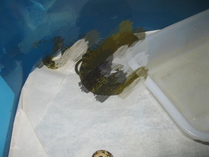 曾有人被咬伤*体下**！女子夜起从马桶钻出大蛇，大蛇为何能上楼？