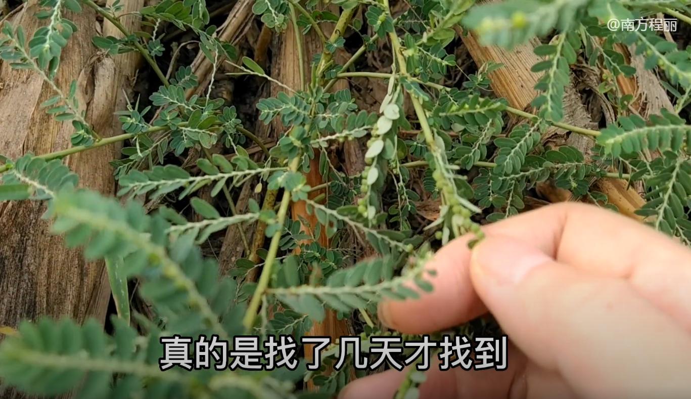 叶下珠护肝,叶下珠有养肝护肝的功效吗