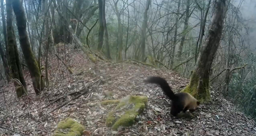 黄喉貂重庆,黄喉貂捕食猴子猴子为什么不跑