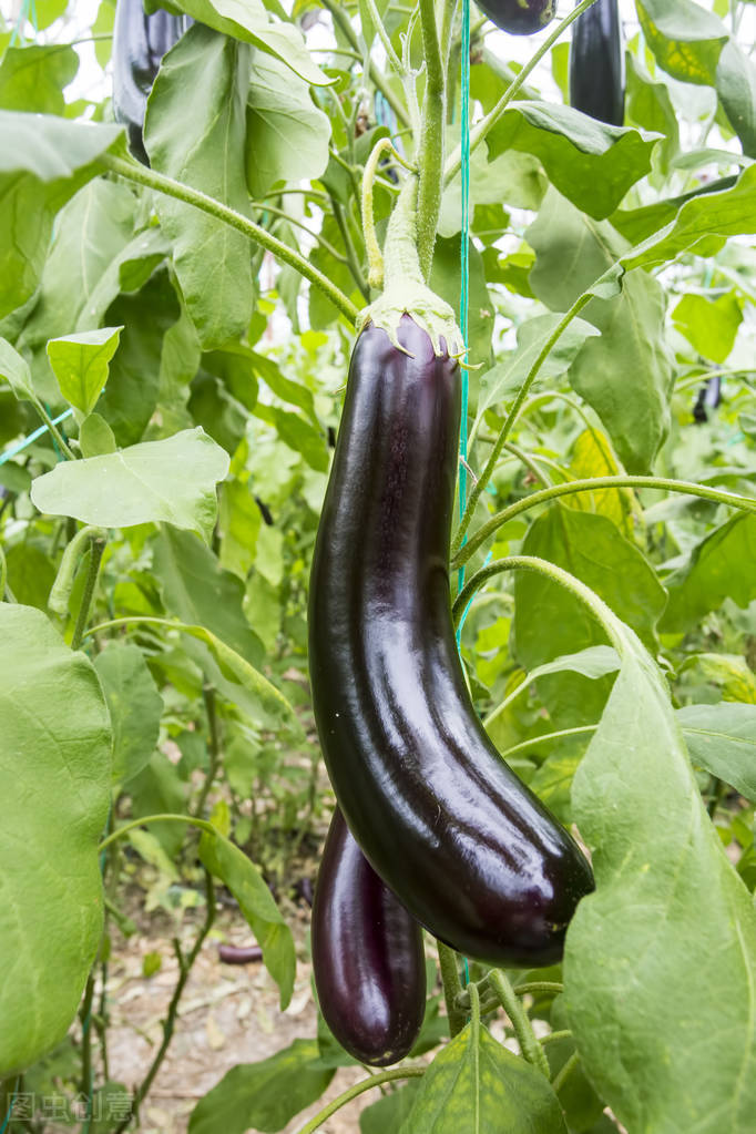 阳台种茄子种植方法 (阳台种茄子怎样才能长好)