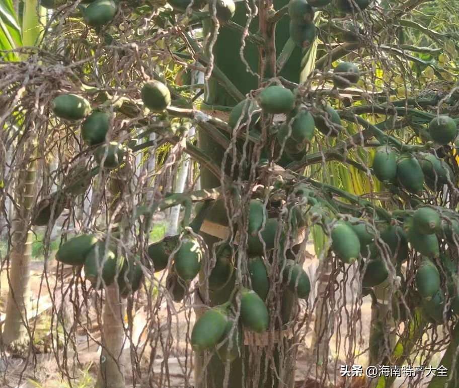 2023年海南槟榔价格 (2021海南槟榔生果价格)