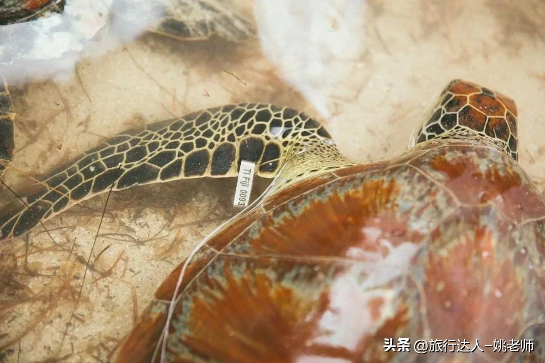 斐济私人度假岛屿预订,斐济豪华度假村