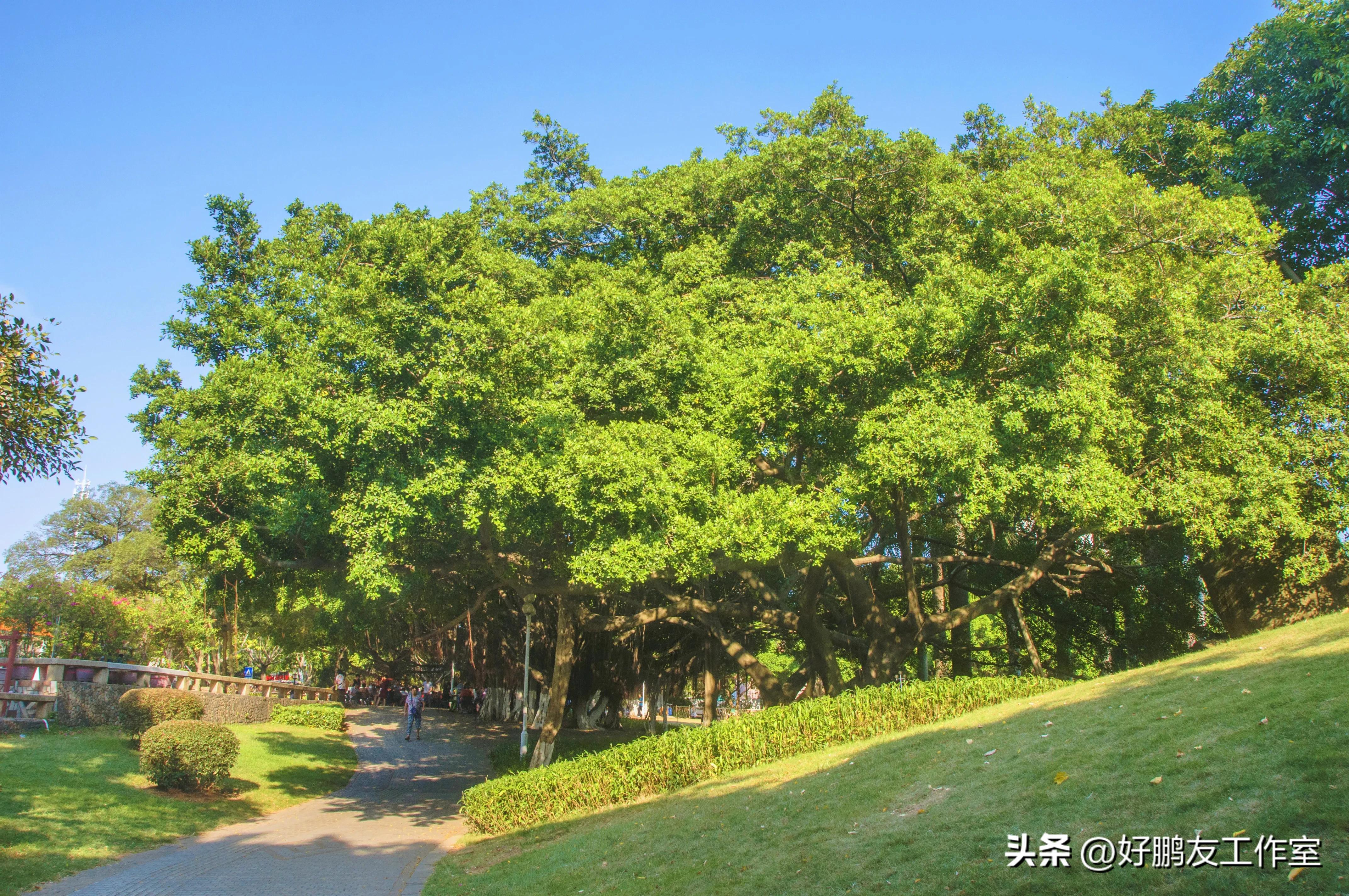 厦门莲花公园图片大全,厦门莲花公园攻略