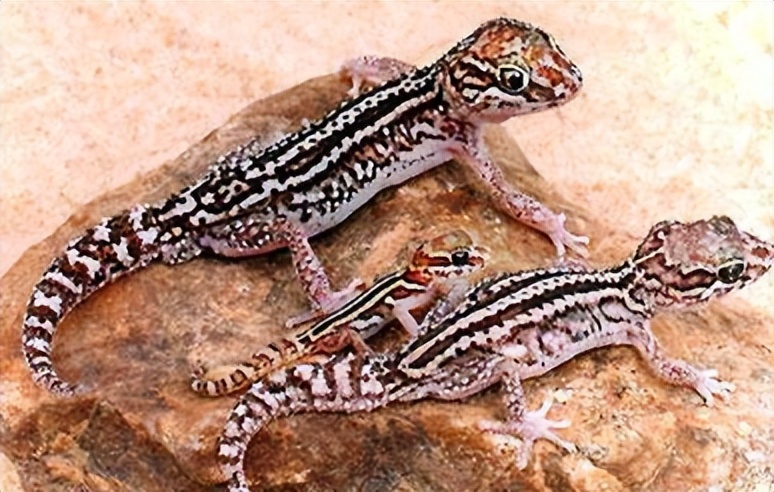 豹猫守宫断尾会长回来吗,豹猫守宫蜕皮要注意什么