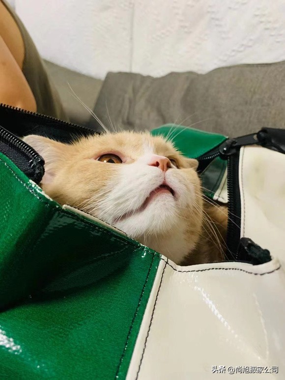 有宠物但自己想去旅行怎样办,带宠物搬家