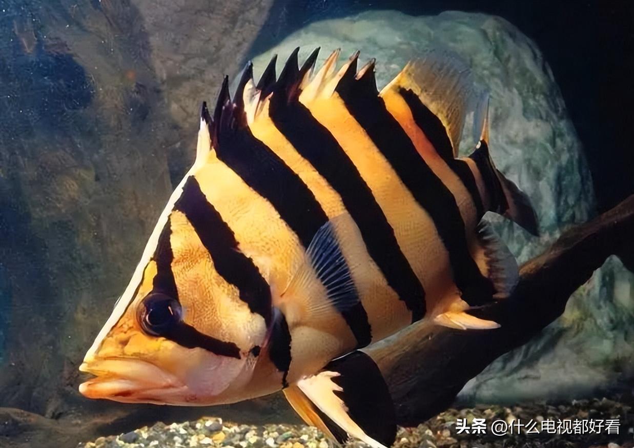 虎鱼从小饲养的正确方法,饲养虎鱼有哪些注意事项