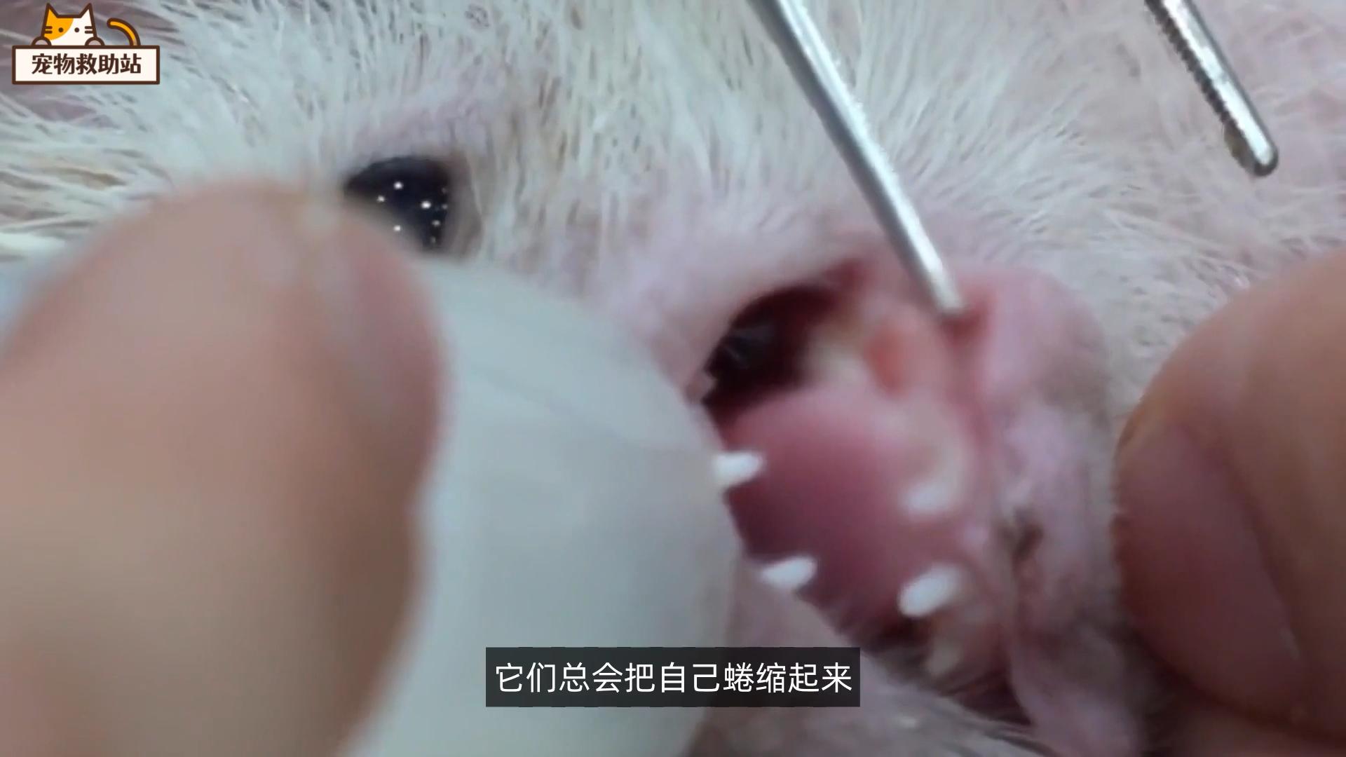 小刺猬生病,小刺猬生病了的视频