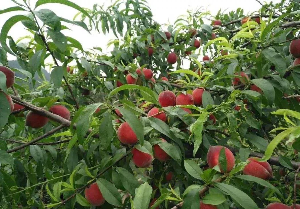 桃树花芽分化后修剪,桃树花芽不多怎么修剪