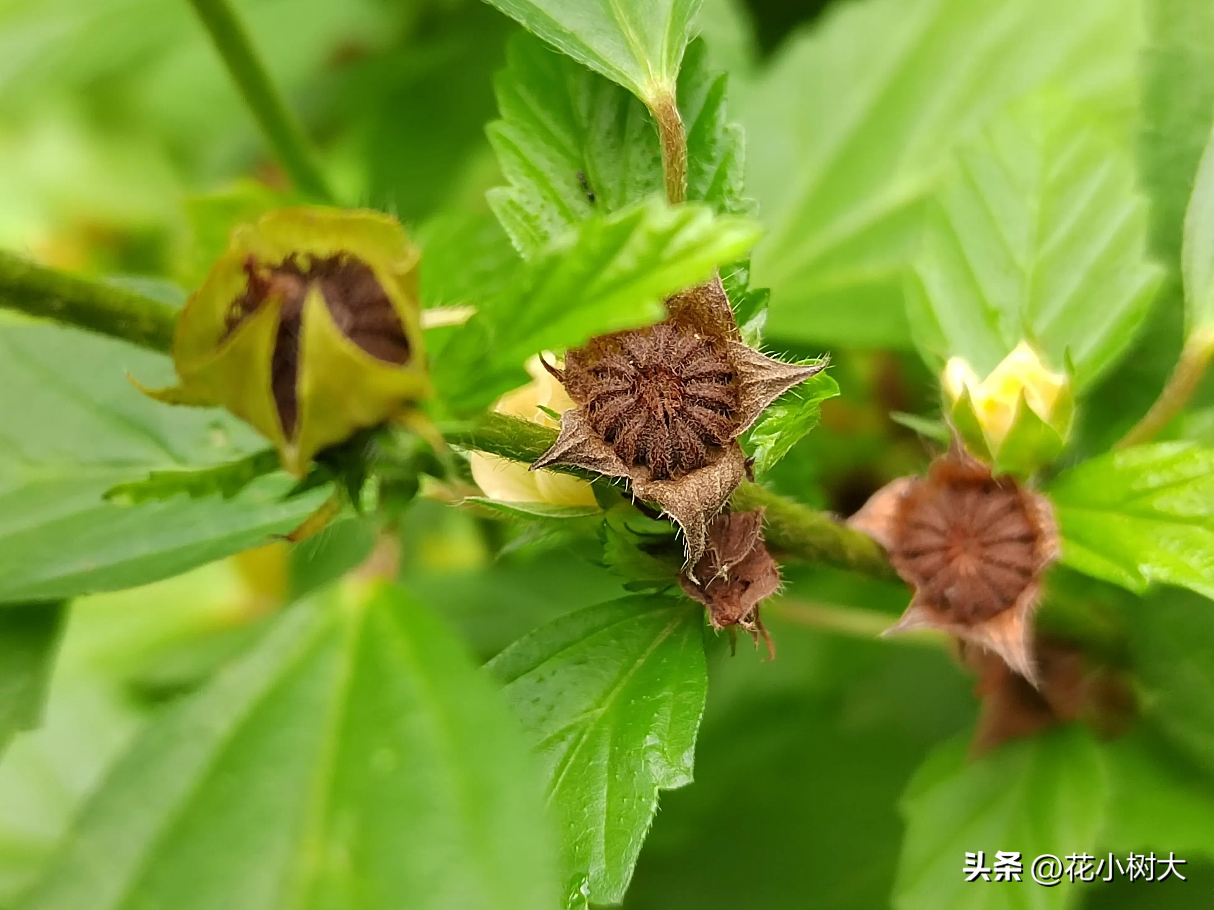植物图鉴菊花,植物视频实拍