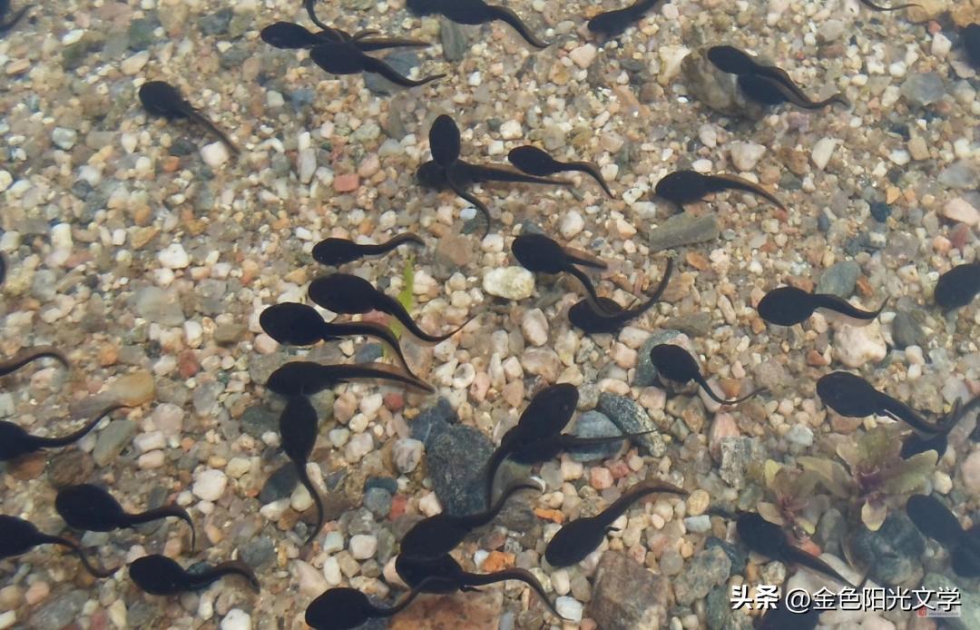 小蝌蚪回家了小短文,小蝌蚪回家了作文