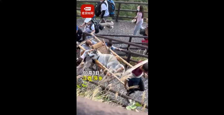 江西武功山狗坐轿子视频,江西狗坐轿子事件