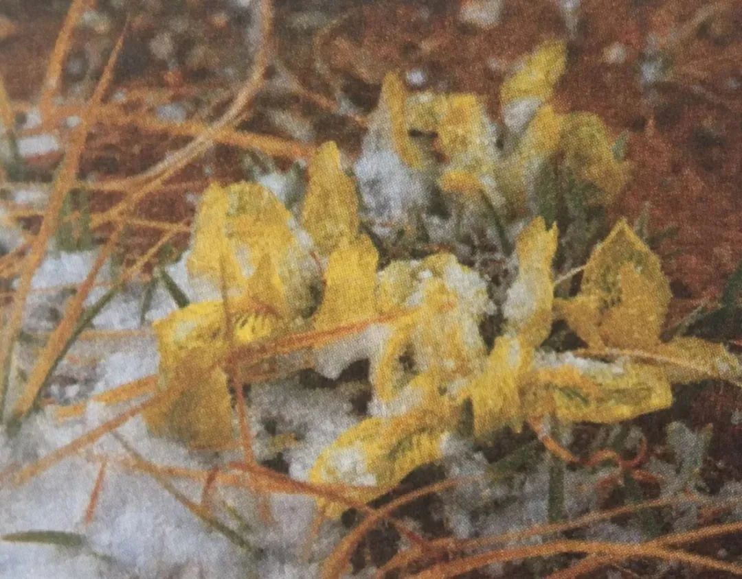 读《北方的空地》：人生才是探险，出世入世，不过一个转身