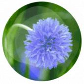 柠檬树适合在家养吗,在家养柠檬树注意点