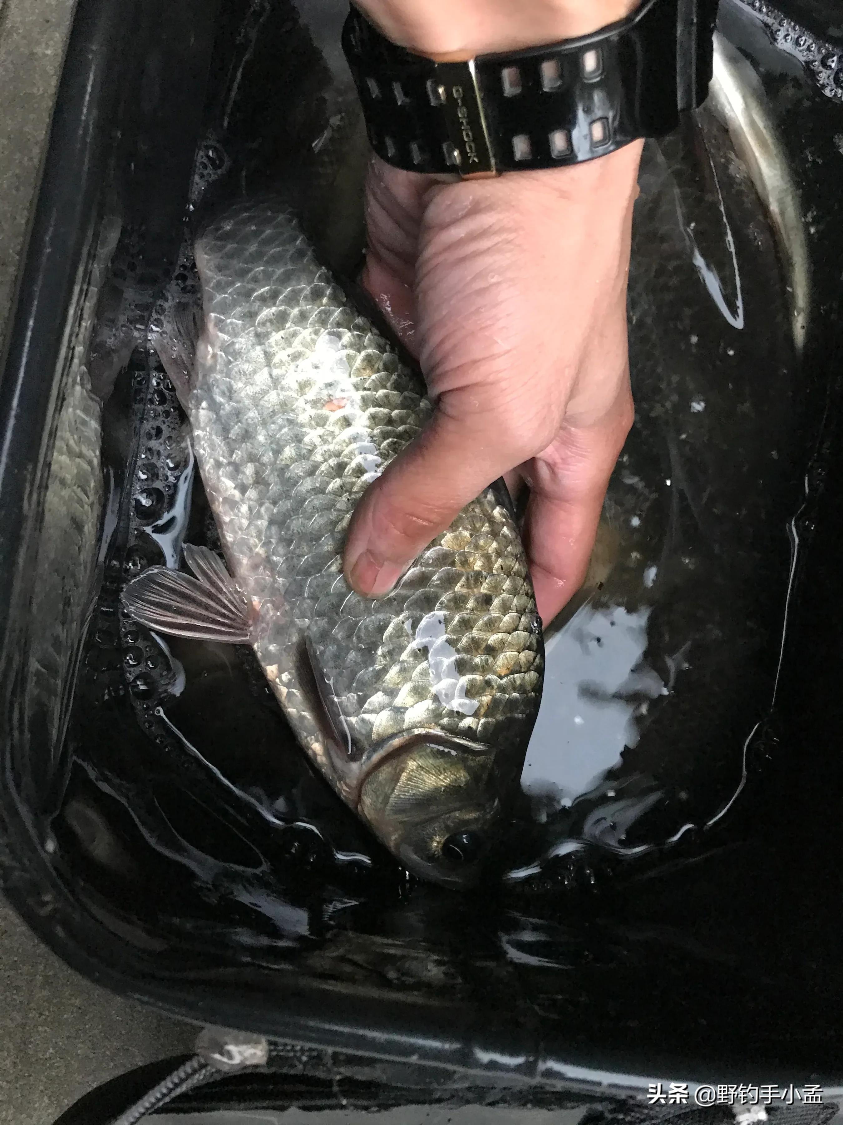 蚯蚓钓鱼正确挂法视频,蚯蚓缠绕挂钩法能活多久