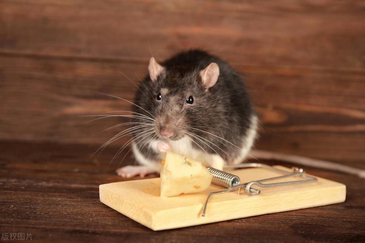 老鼠喜欢吃什么诱饵,老鼠喜欢吃什么食物诱饵灭鼠
