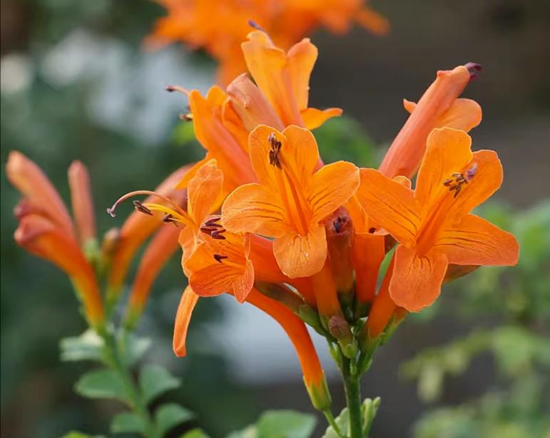 凌霄花几年能爬满花架,夏季盆栽凌霄花怎么养