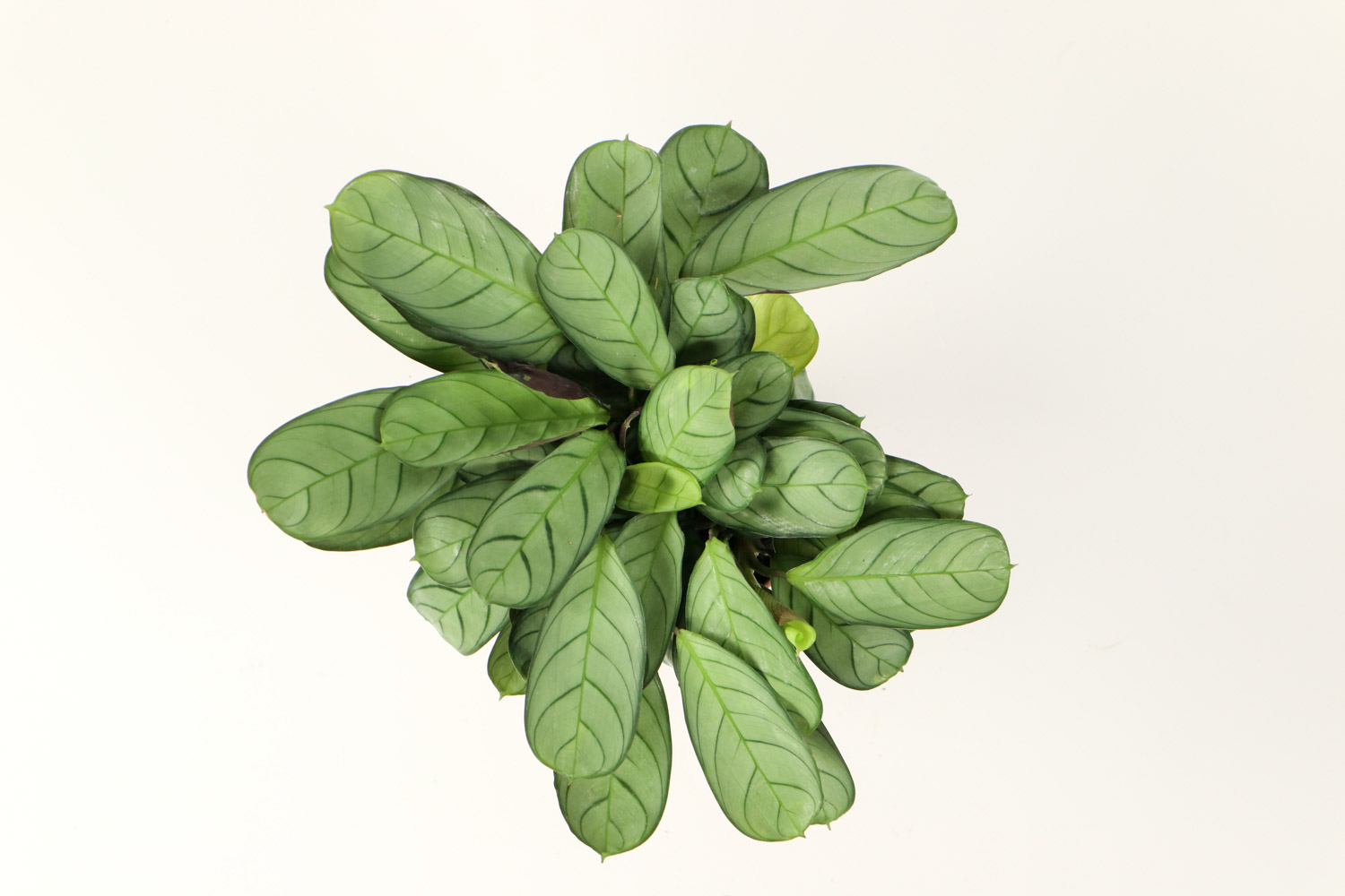 适合光线很暗的植物,弱光能养什么植物