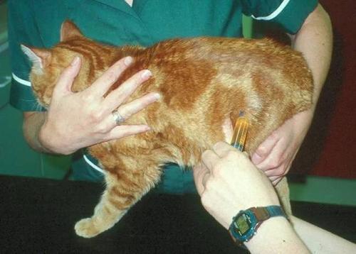 公猫尿道炎怎么解决,公猫尿道疾病怎么治疗