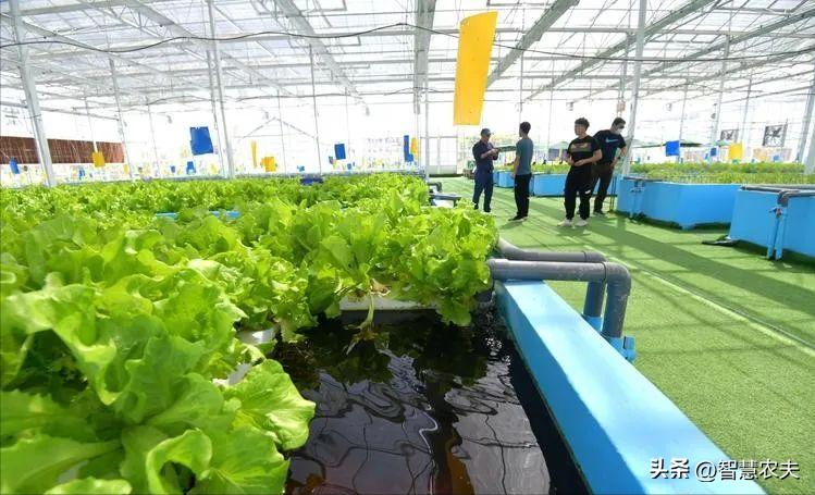 种菜不施肥养鱼不换水鱼菜共生,永不换水的阳台鱼菜共生系统