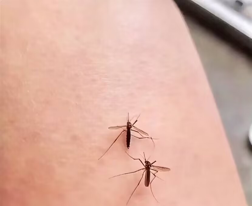 当蚊子咬你的时候正确做法,当蚊子咬你的时候在发生什么