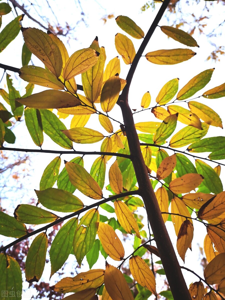 离离原上草一岁一枯荣的翻译,离离原上草一岁一枯荣诗句的意思