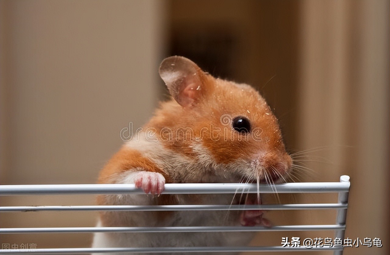 仓鼠吃什么东西有蛋白质,仓鼠都能吃些什么