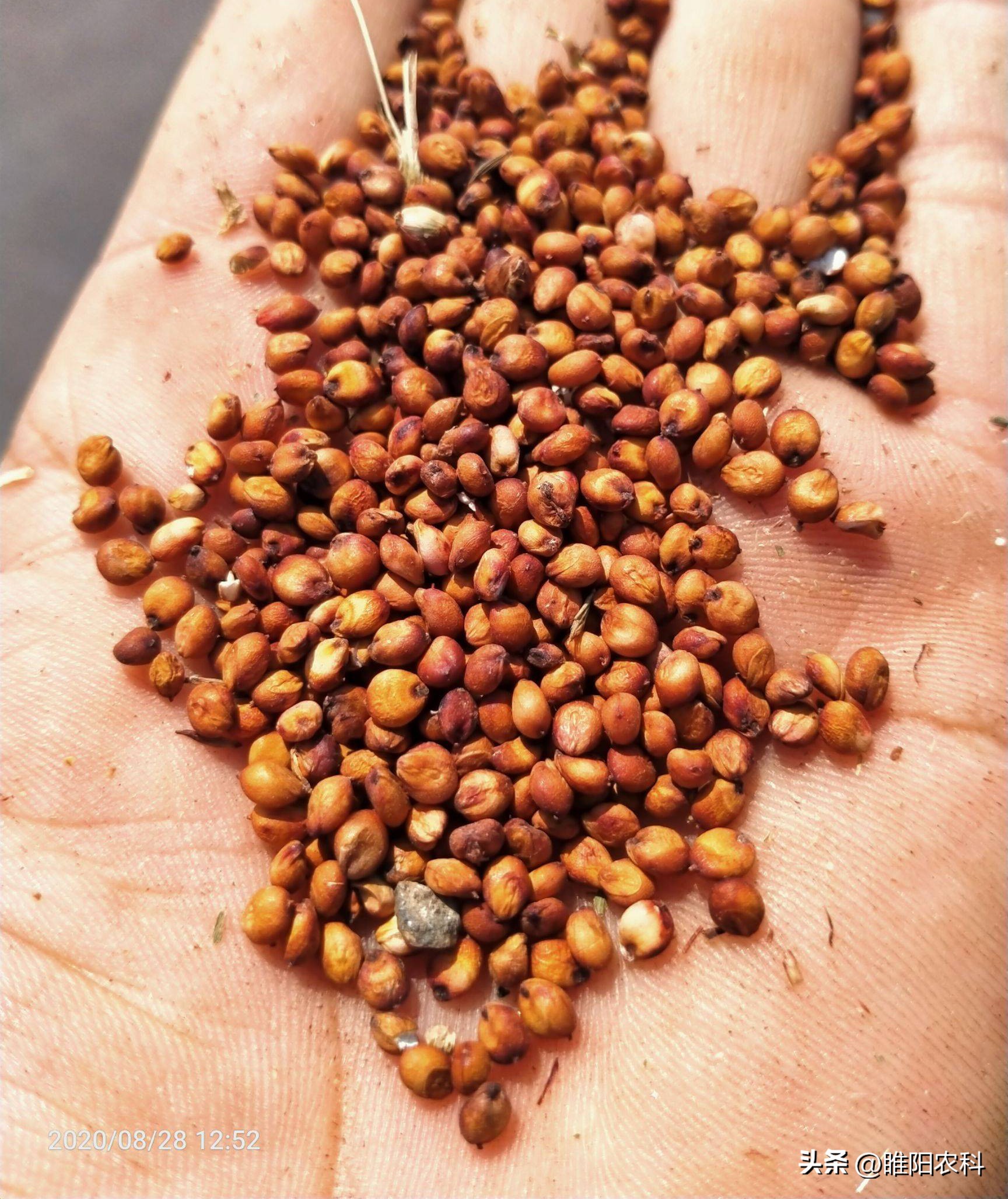 种植一亩利润20万的种植方法,种植效益好的种植项目