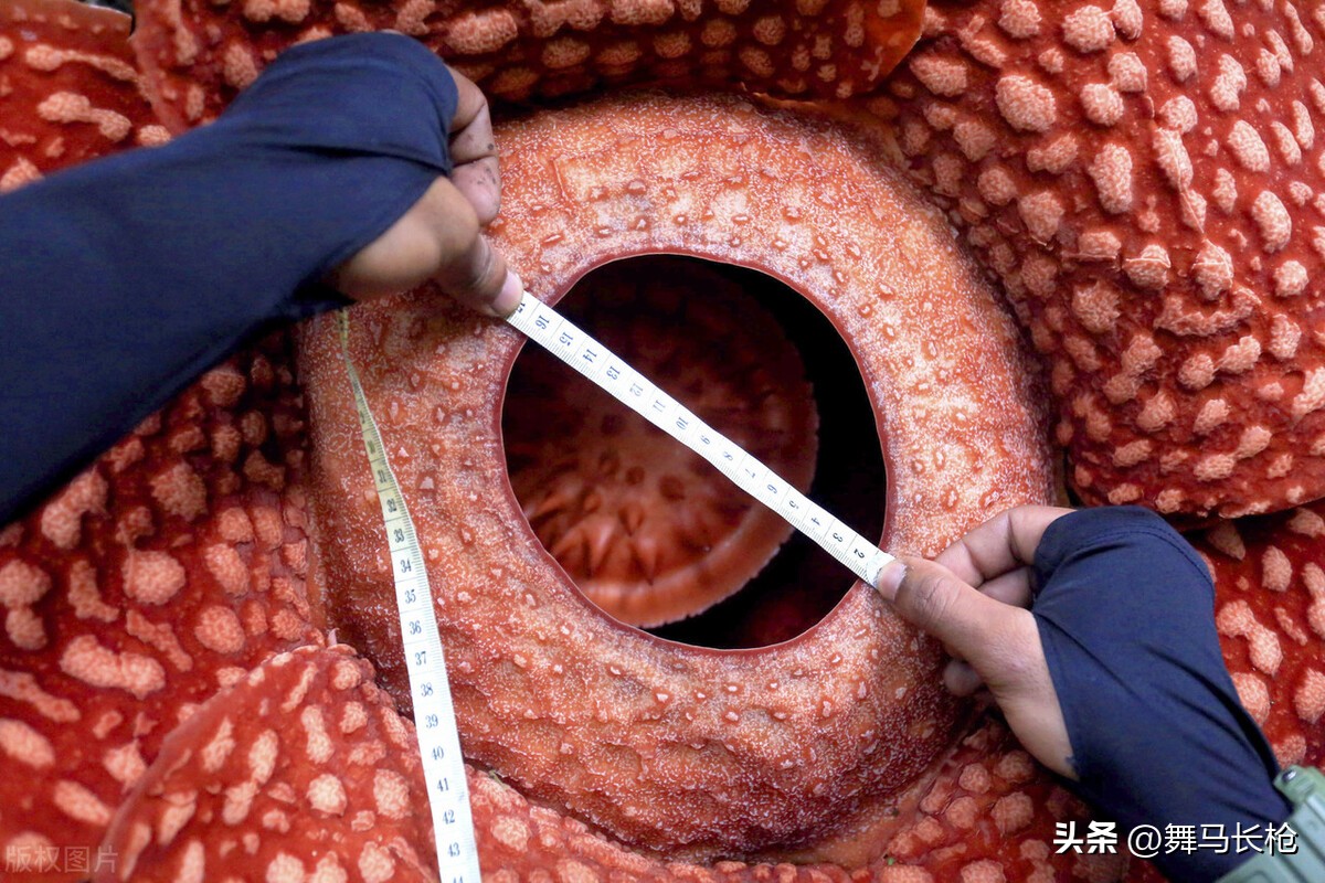 霸王花植物气味,世界上奇臭无比的霸王花