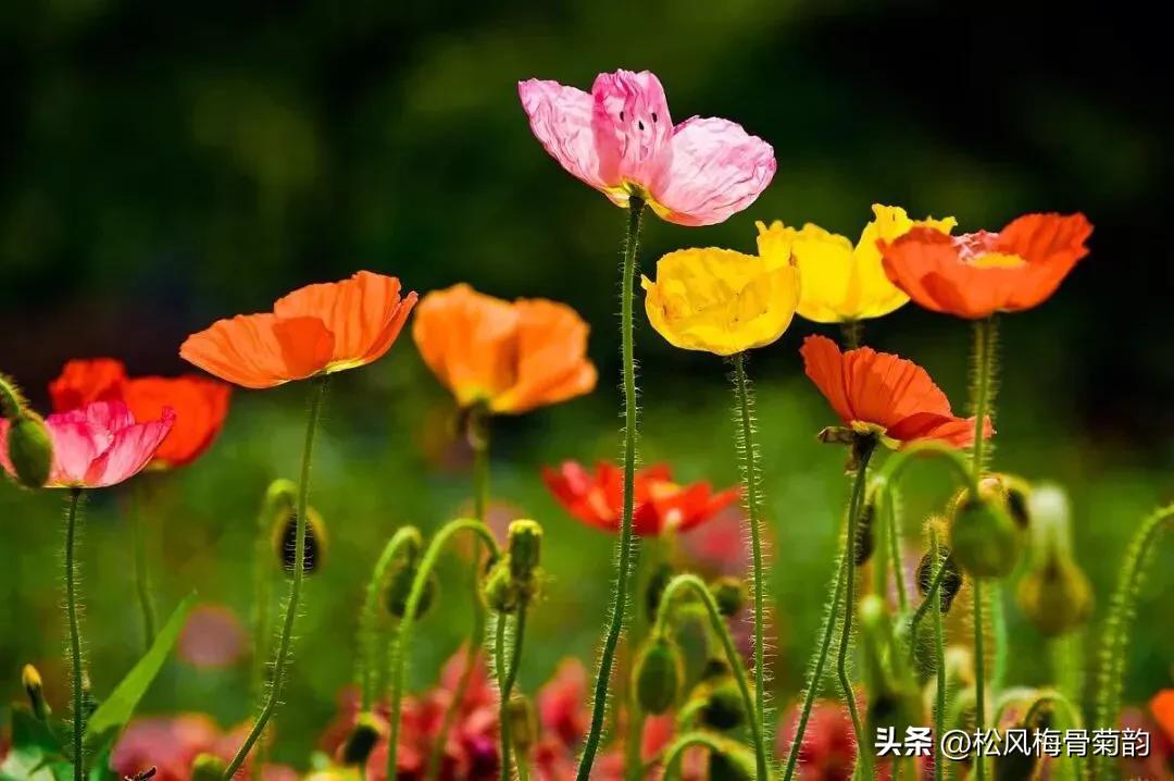地上的花开万紫千红,心中有花香人生四季皆风景