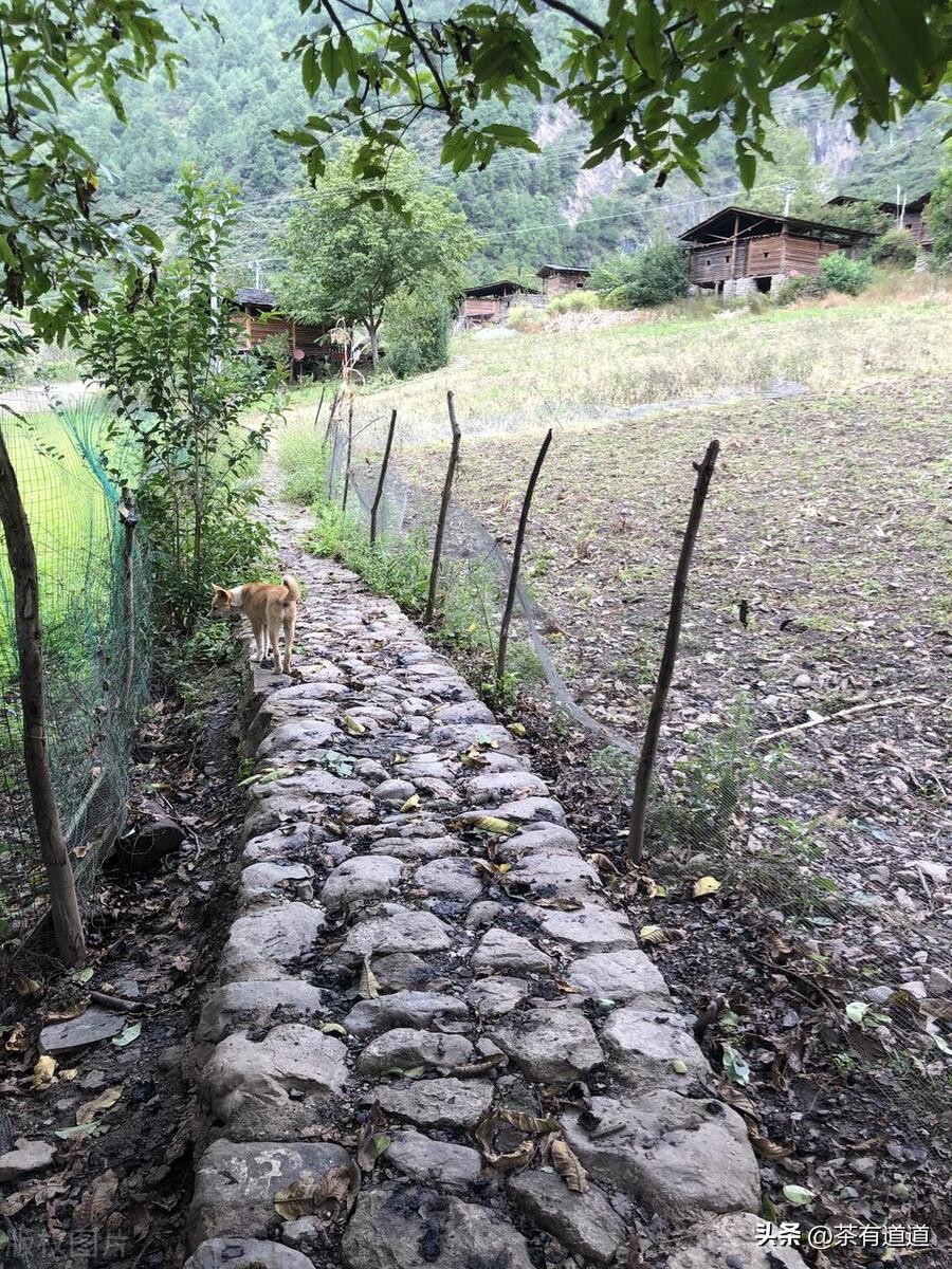 进入怒江雾村必走的茶马古道,怒江大峡谷茶马古道雾里村