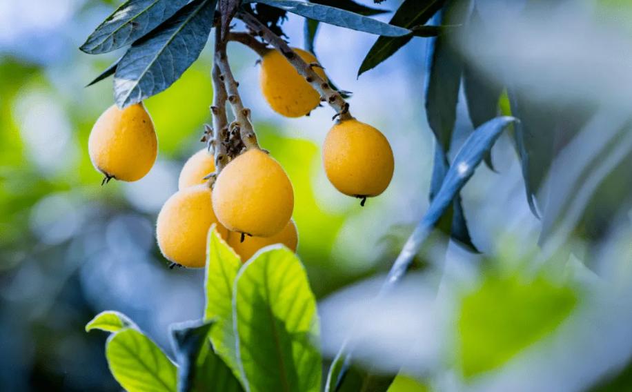 诗词鉴赏-南风树树熟枇杷，有关枇杷的诗词，写满了旧日的好时光