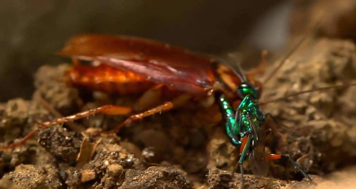 蟑螂的噩梦：自然界的“摄魂怪”，把蟑螂变成傀儡，让它主动赴死