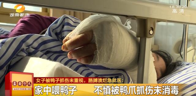 鸭子被狗抓伤怎么办,鸭子和小鸡抓伤要不要打疫苗