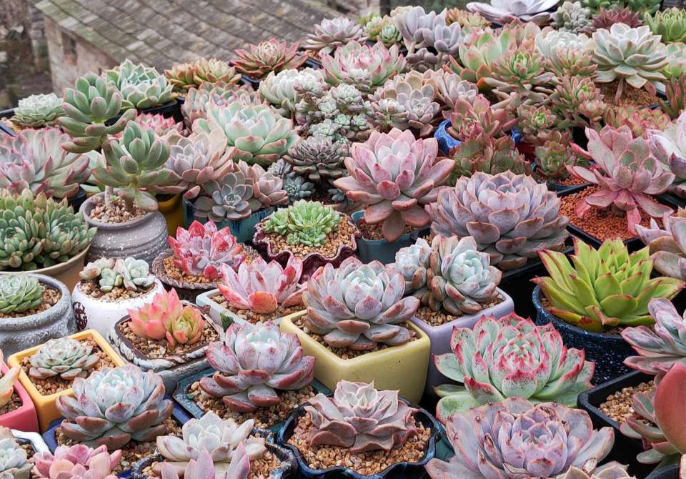 被水浇死的盆栽,容易浇死的植物