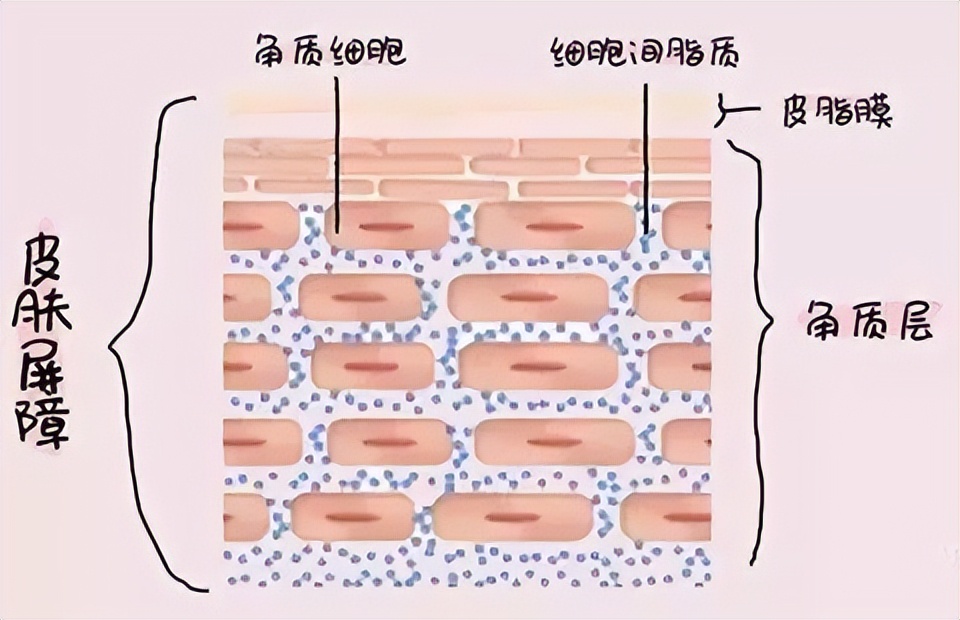 男生脸上很多处脱皮怎么办,男生脸上脱皮干燥