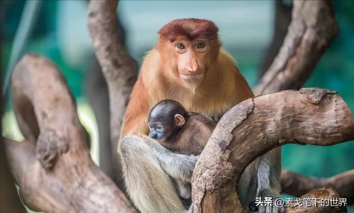 婆罗洲神秘杂交猴,婆罗洲惊现杂交神秘猴