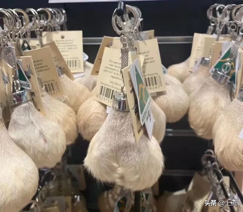 澳洲公袋鼠,袋鼠蛋蛋纪念品