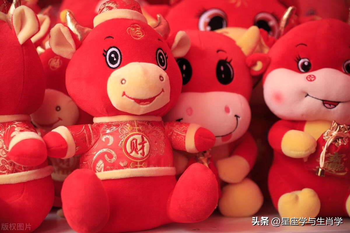 生肖牛的成功技巧,生肖牛致命的缺点是什么