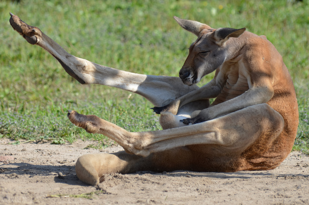 袋鼠整天一跳一跳的不伤膝盖吗,袋鼠一直跳