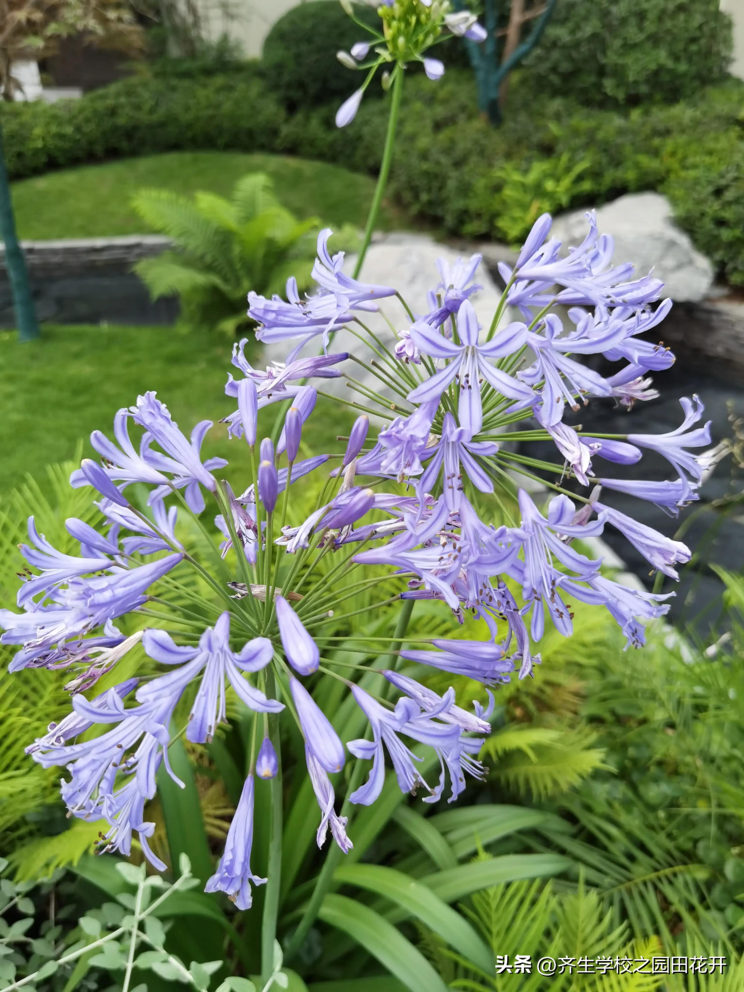 理想花园质量问题,花园庭院设计2024年新趋势