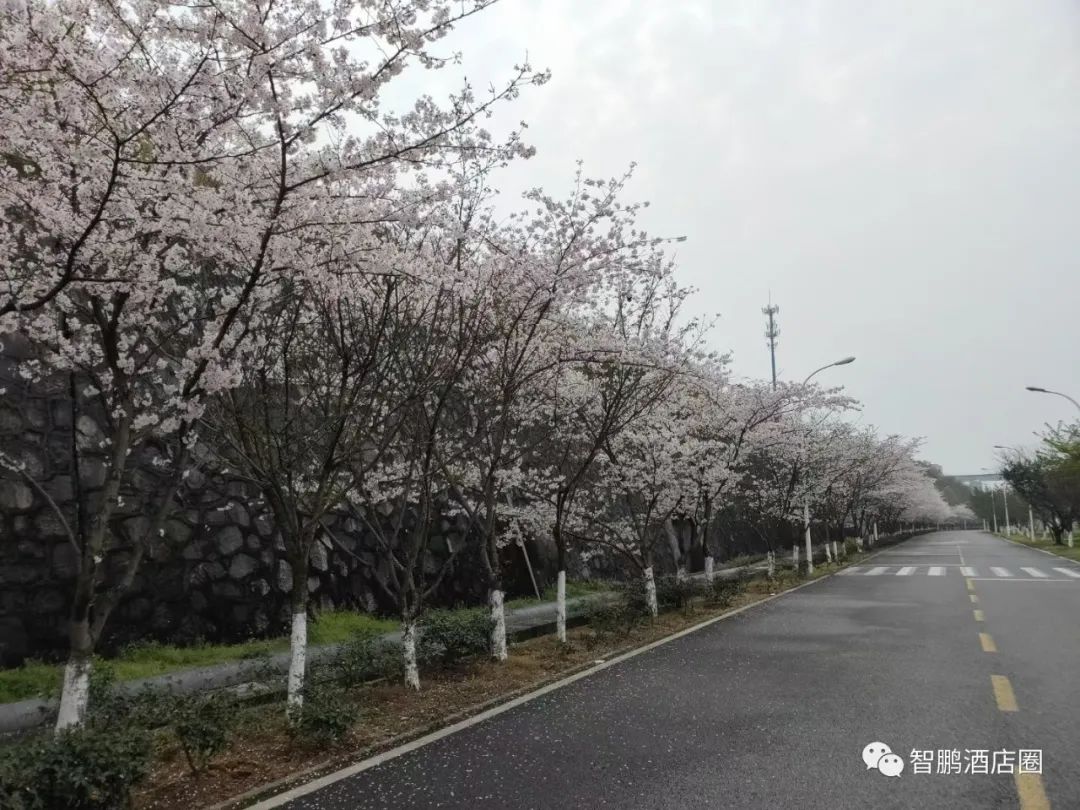 【线下游学】武汉开元大酒店，美团5.0分，到底如何做到的？