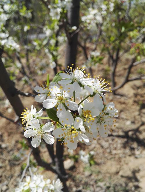 西梅果树适合哪里栽种,西梅的果子样子是啥样的