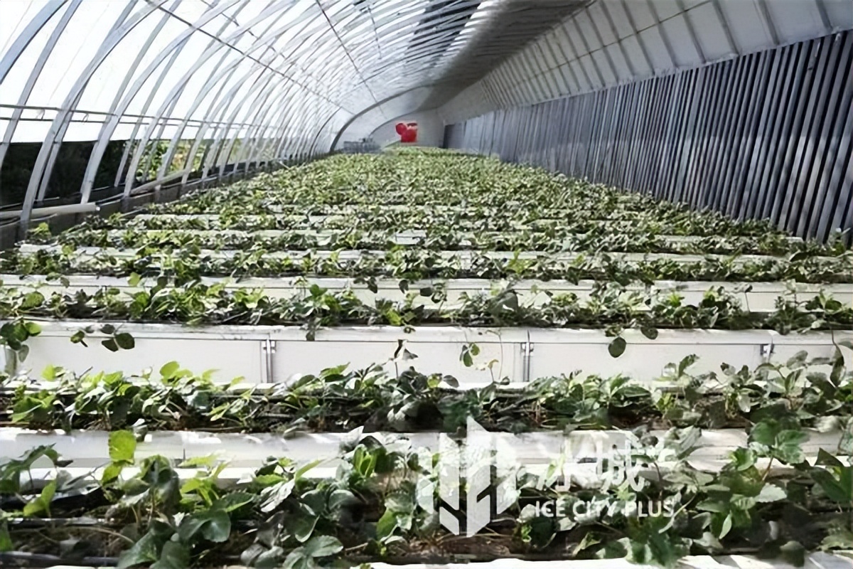 北方冬天，餐桌上的蔬菜水果与这些气象人有关！