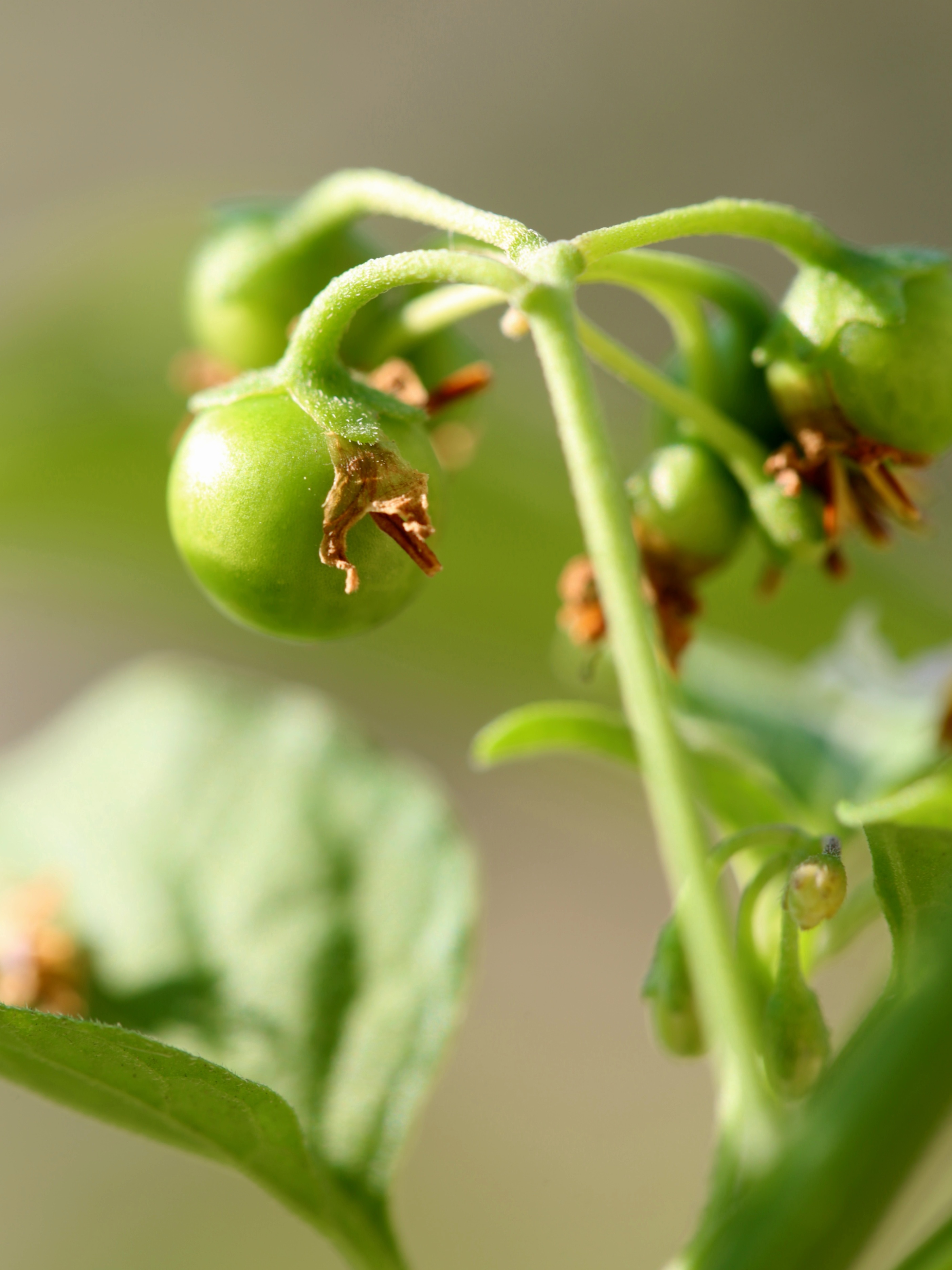 龙葵果小时候的味道,小时候的零食龙葵果