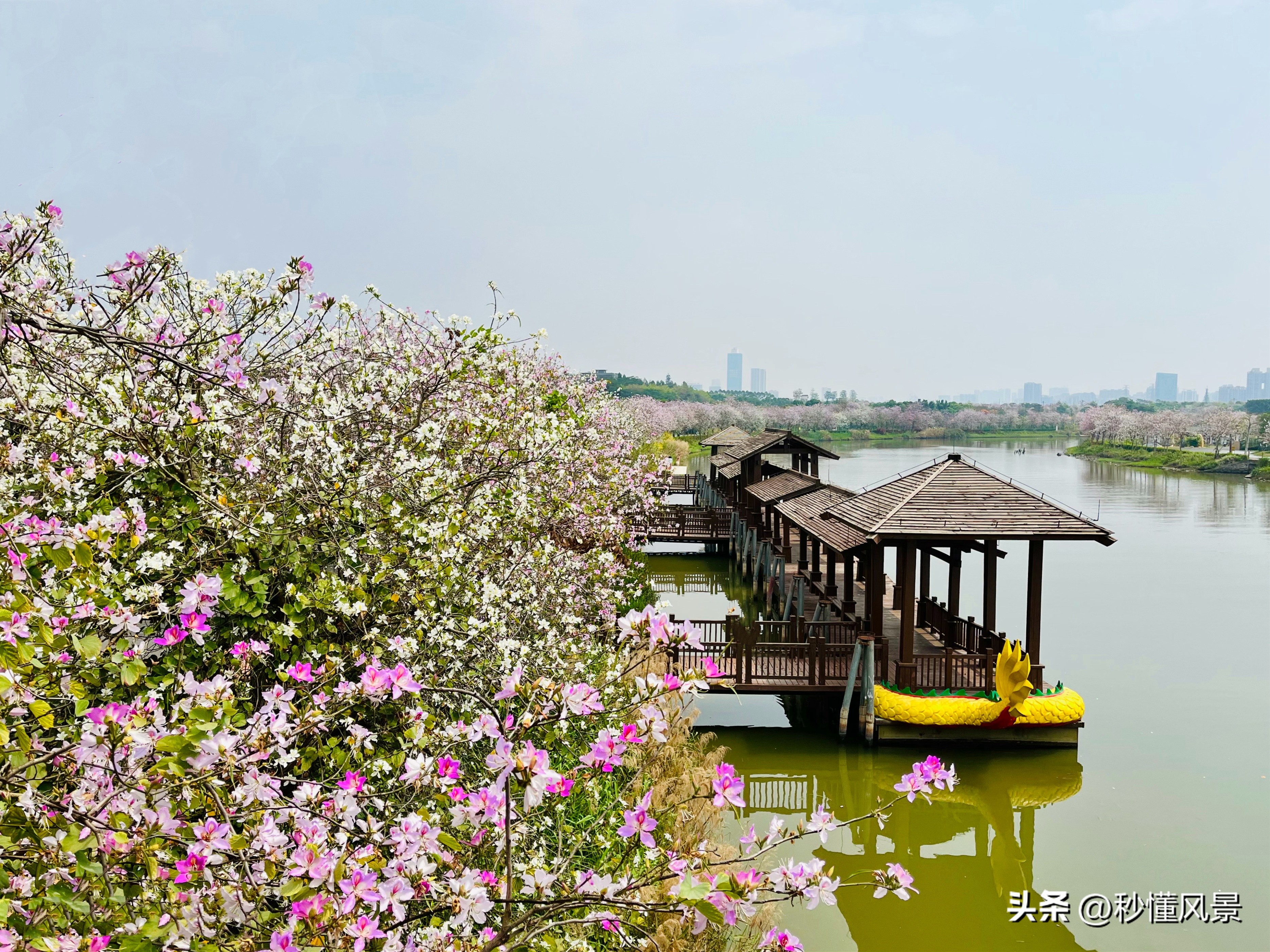 12月份广州湿地公园网红打卡地,广州最大的花海公园