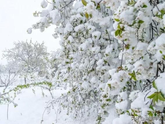 腊月初一阴雨天意味什么,大年初一下雪是什么寓意