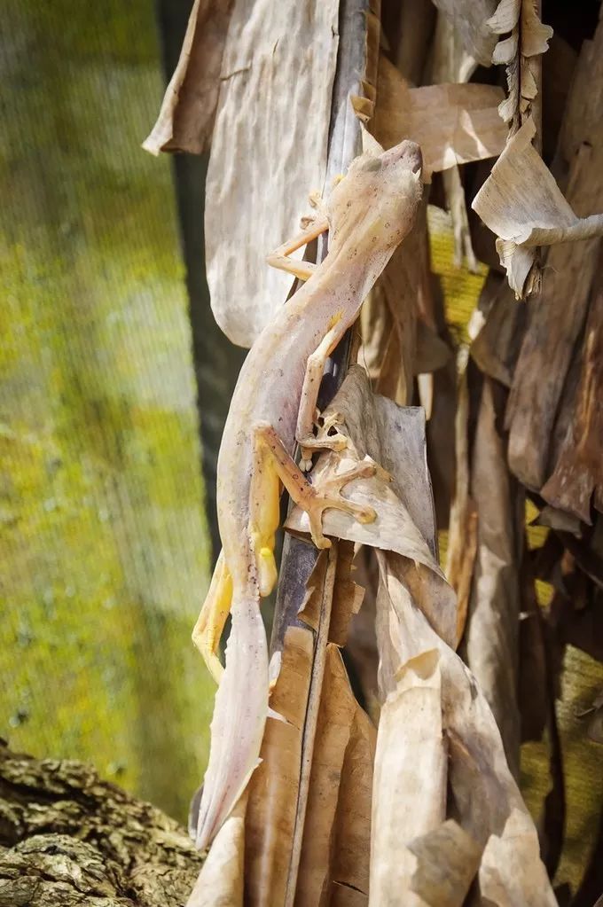 可爱妖娆的小精灵，超过瘾|这里的狐猴也太好撸了吧！